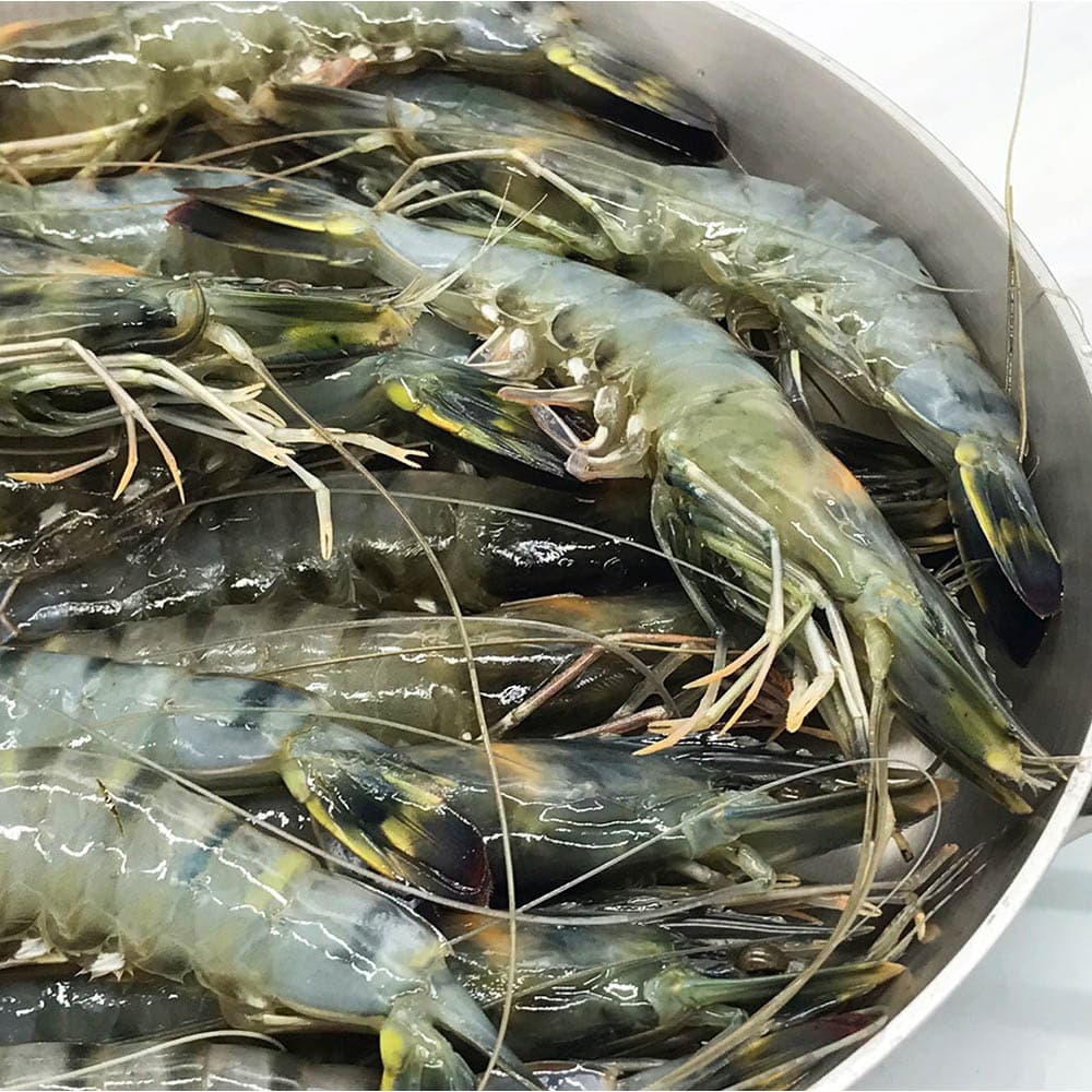 블랙타이거 새우 500g 15미