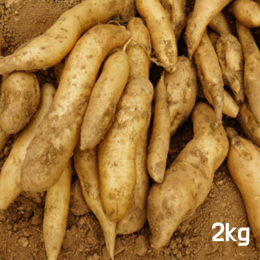 국산 생야콘 2kg (특품)