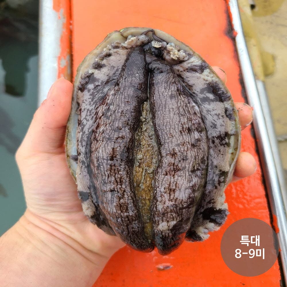 청진수산 직접 잡은 초신선 활전복 특대1kg(8-9미)