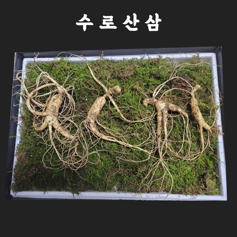 수로산삼 산양산삼 9~10년근 정삼 선물세트