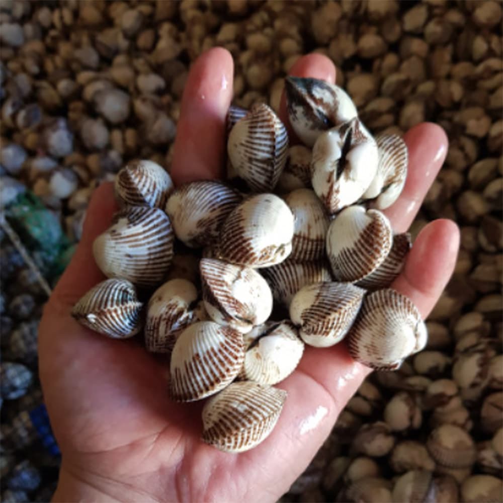 벌교 새꼬막 대 1kg