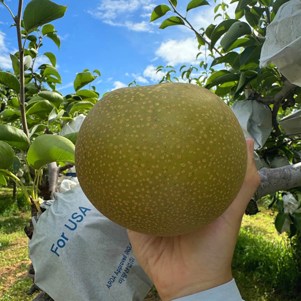 만풍배 선물세트 7.5kg 9과 특대과