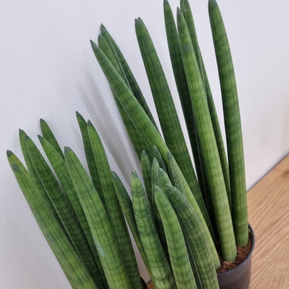 스투키(40cm) 분갈이용