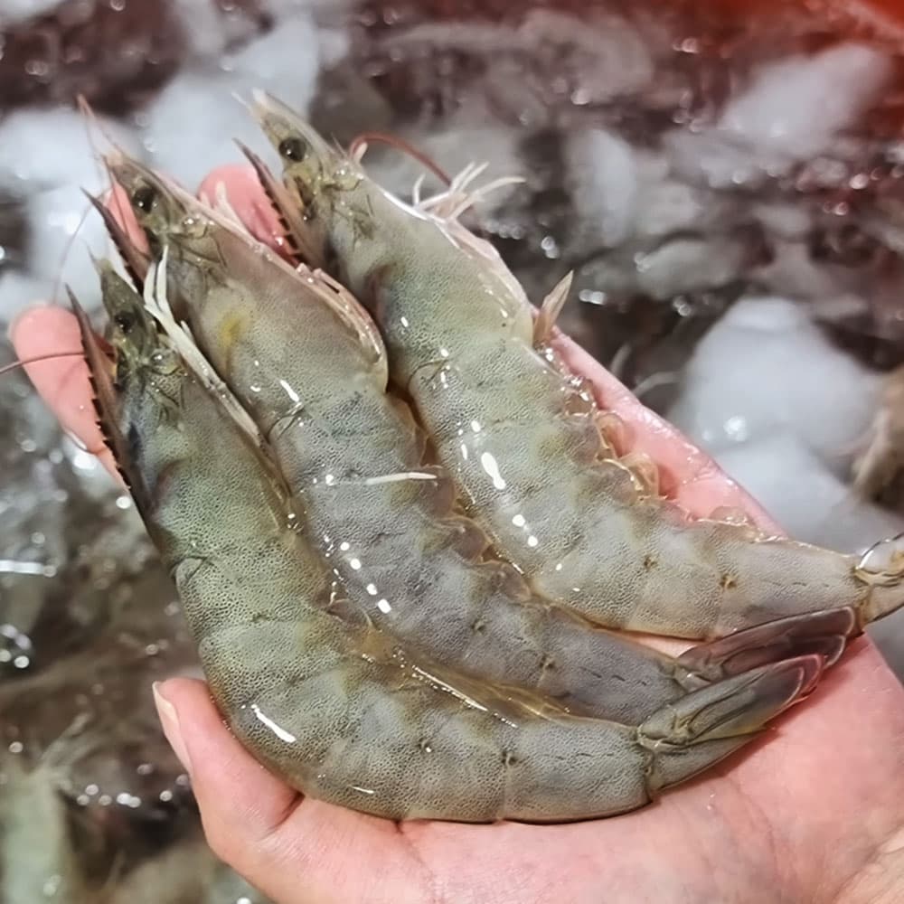 A급 활 흰다리 새우 1kg