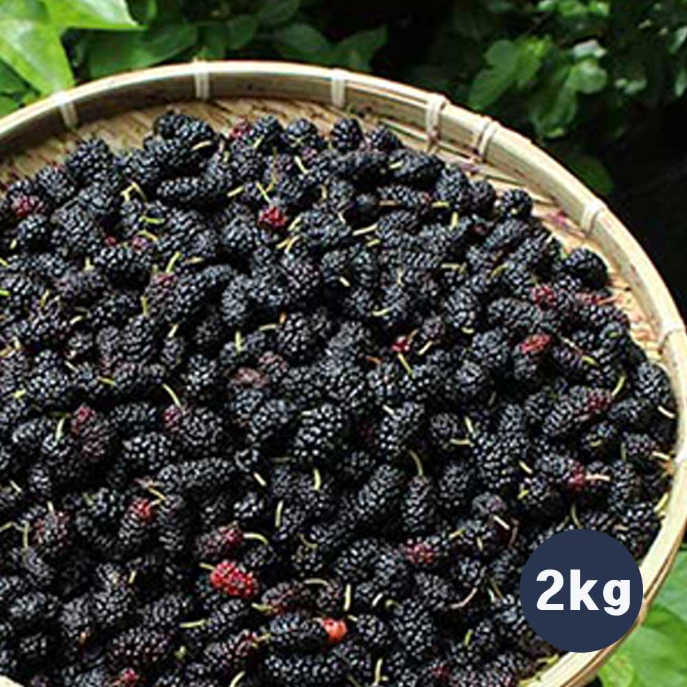 토종오디(청일) 2kg 상세이미지
