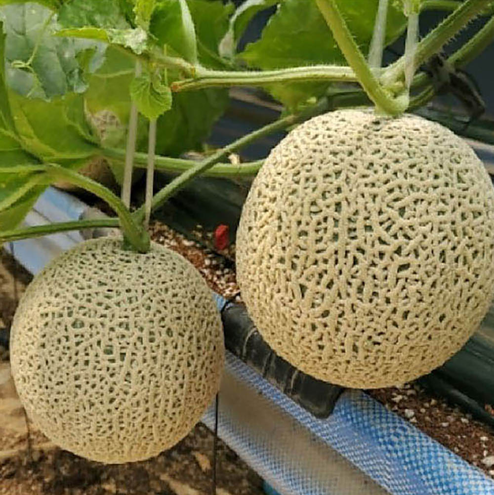 국내산 머스크 메론 3수(특품 개당 1.5~2kg) 상세이미지
