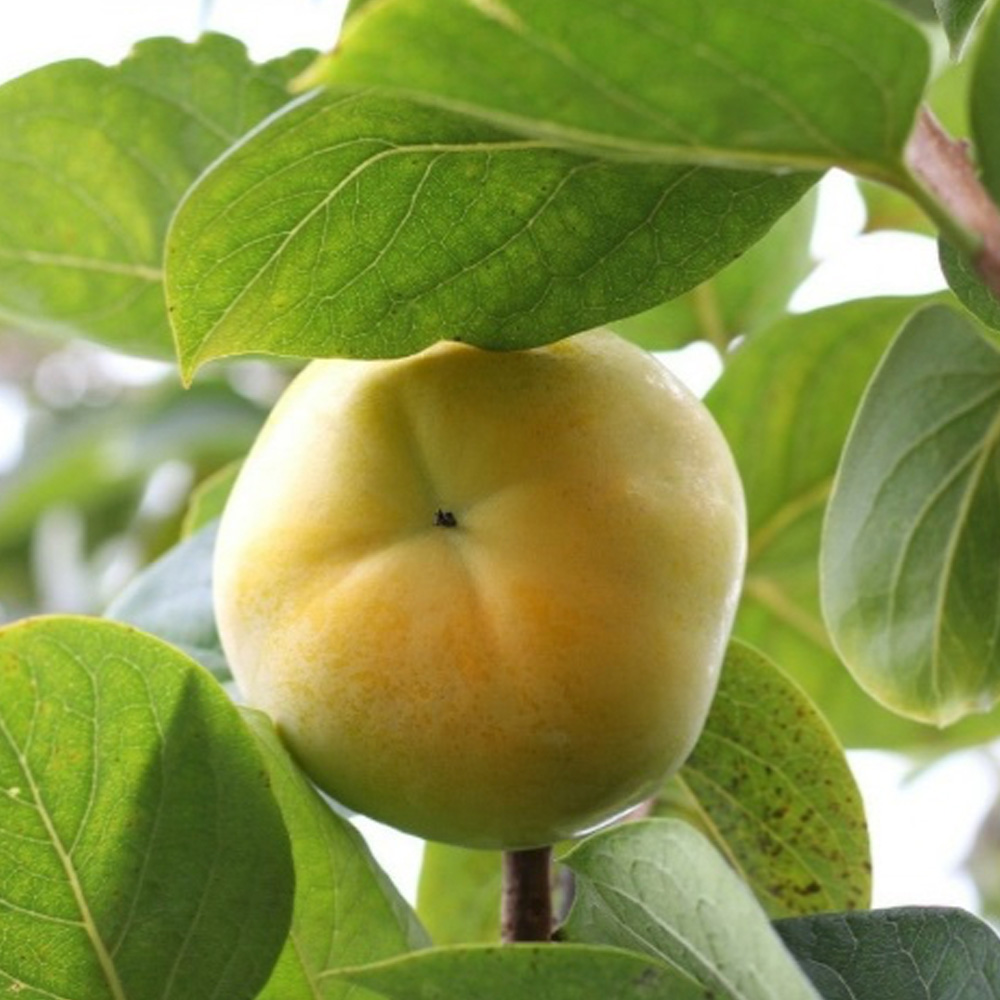 햇 단감 정품 3kg (특특대과/특품 9~12과) 상세이미지